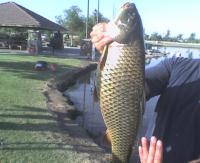 Riverwalk Carp